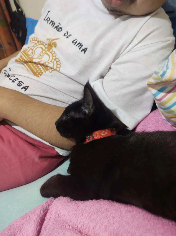 Gato ra a SRD idade 2 a 6 meses nome NICK