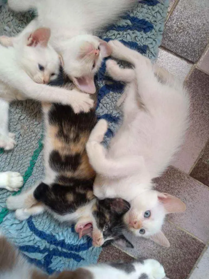 Gato ra a SRD idade Abaixo de 2 meses nome Lindos Filhotinhos 