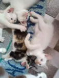 Lindos Filhotinhos