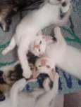Lindos Filhotinhos