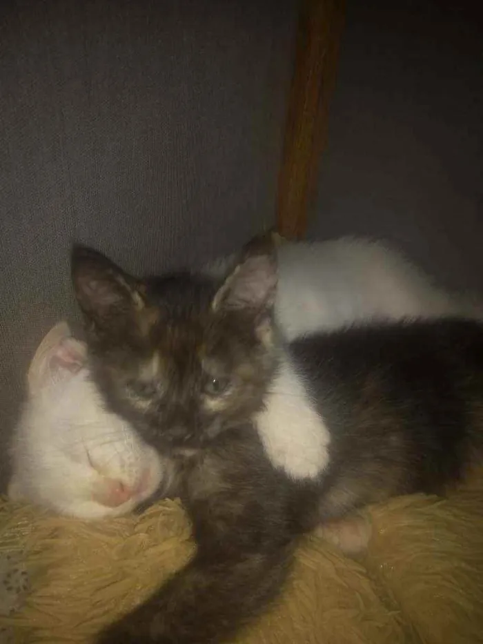 Gato ra a SRD idade Abaixo de 2 meses nome Lindos Filhotinhos 