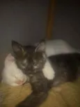 Lindos Filhotinhos