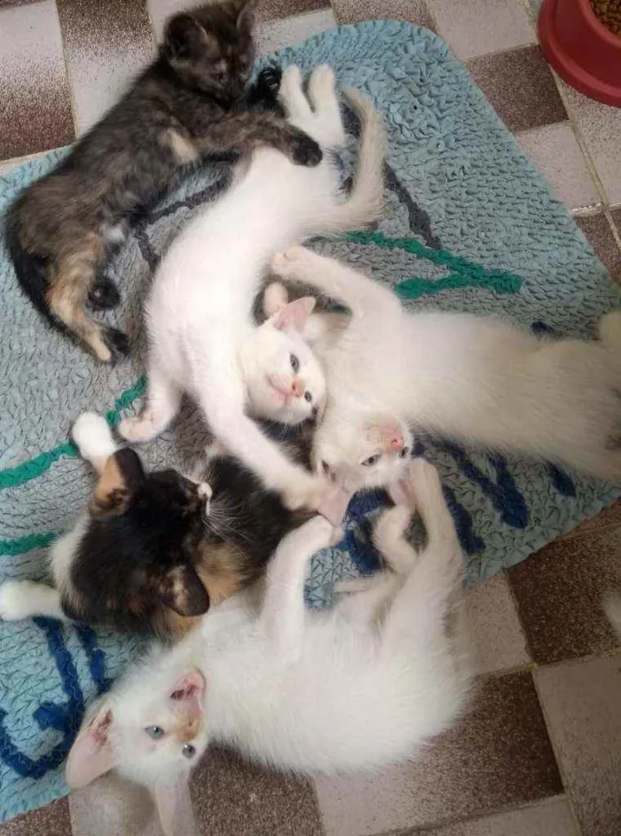 Gato ra a SRD idade Abaixo de 2 meses nome Lindos Filhotinhos 