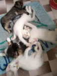 Lindos Filhotinhos