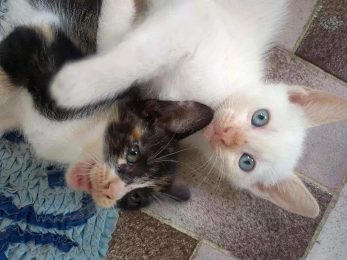 Gato ra a SRD idade Abaixo de 2 meses nome Lindos Filhotinhos 