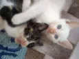 Lindos Filhotinhos