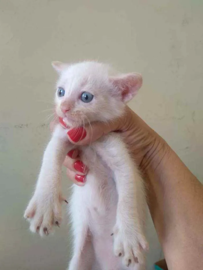 Gato ra a SRD idade Abaixo de 2 meses nome Lindos Filhotinhos 