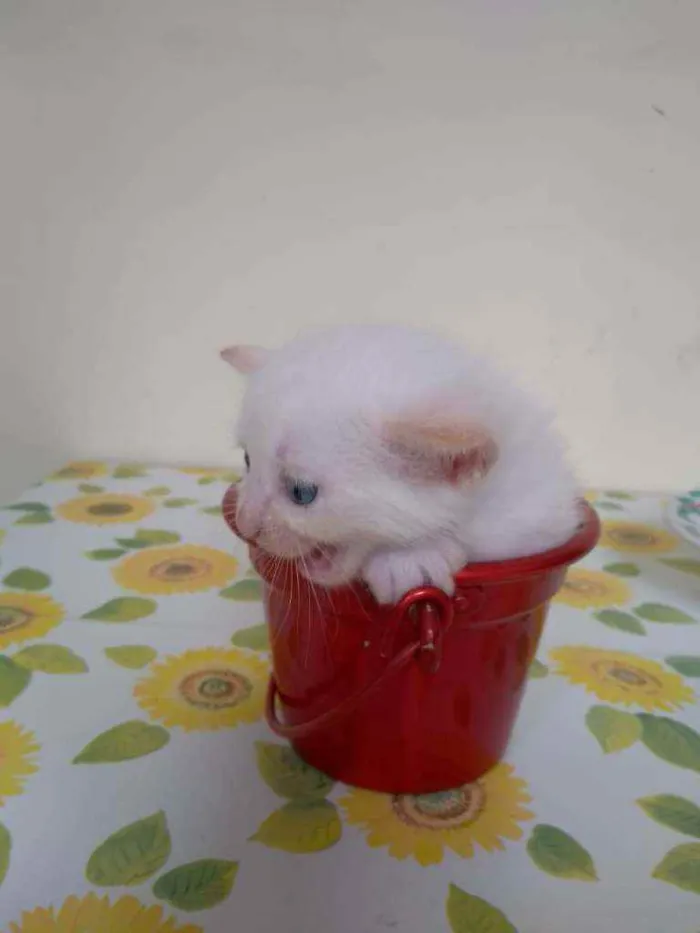 Gato ra a SRD idade Abaixo de 2 meses nome Lindos Filhotinhos 