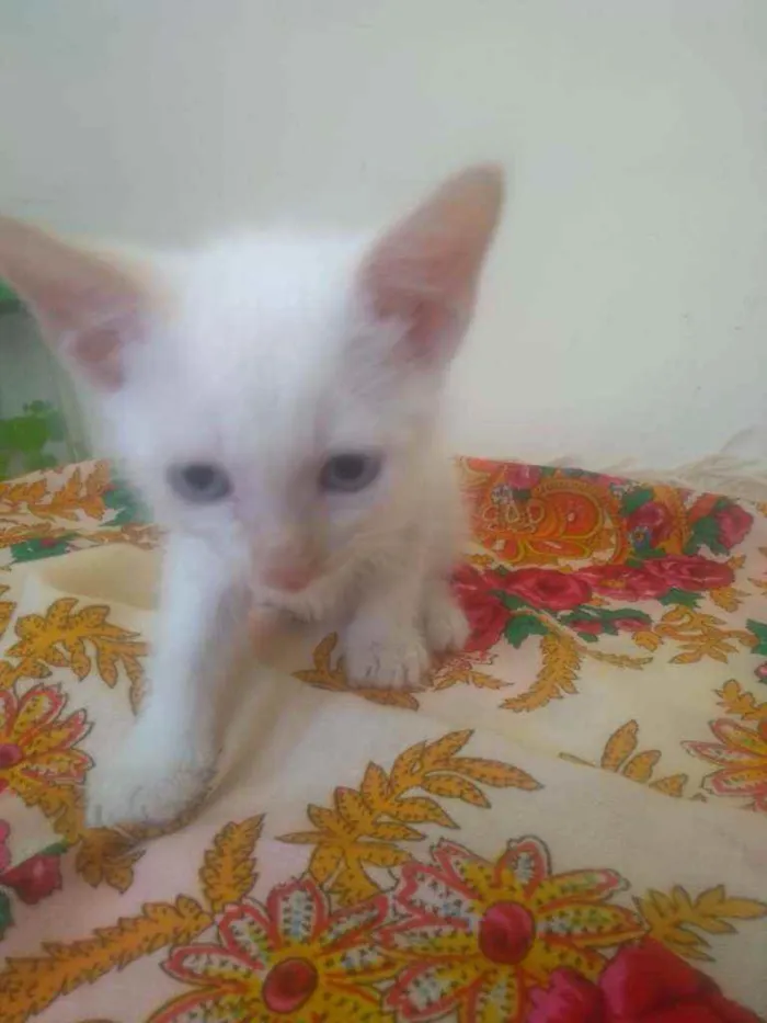 Gato ra a SRD idade Abaixo de 2 meses nome Lindos Filhotinhos 