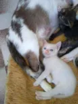 Lindos Filhotinhos