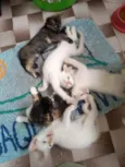 Lindos Filhotinhos