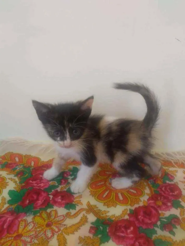 Gato ra a SRD idade Abaixo de 2 meses nome Lindos Filhotinhos 