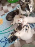 Lindos Filhotinhos