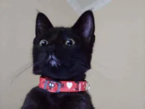 Gato raça SRD idade 2 a 6 meses nome NICK