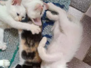 Gato raça SRD idade Abaixo de 2 meses nome Lindos Filhotinhos 
