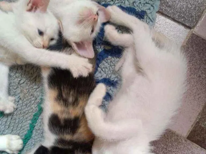 Gato ra a SRD idade Abaixo de 2 meses nome Lindos Filhotinhos 
