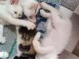 Lindos Filhotinhos