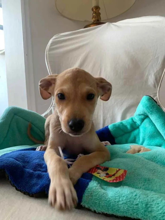 Cachorro ra a SRD idade 2 a 6 meses nome Bidu