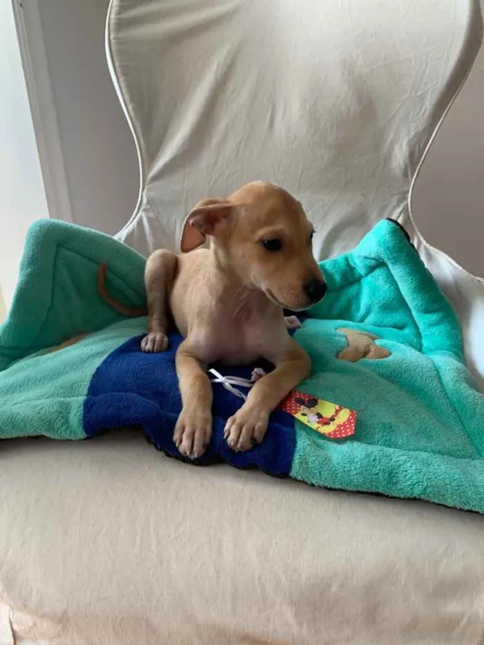 Cachorro ra a SRD idade 2 a 6 meses nome Bidu