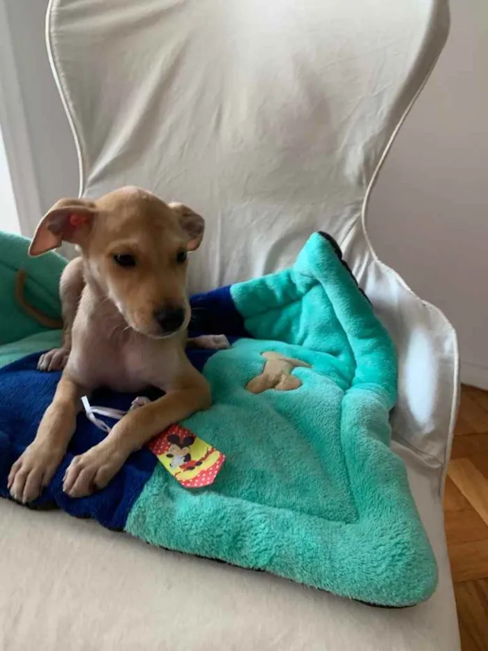 Cachorro ra a SRD idade 2 a 6 meses nome Bidu