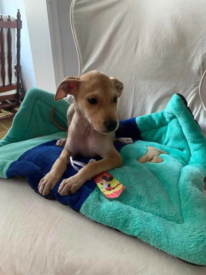 Cachorro ra a SRD idade 2 a 6 meses nome Bidu