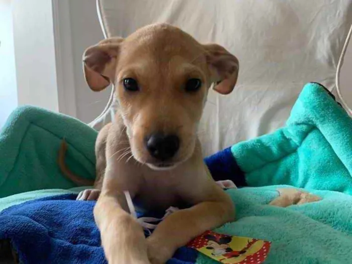 Cachorro ra a SRD idade 2 a 6 meses nome Bidu