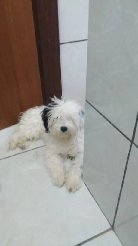 Cachorro raça  idade 7 a 11 meses nome Eimy
