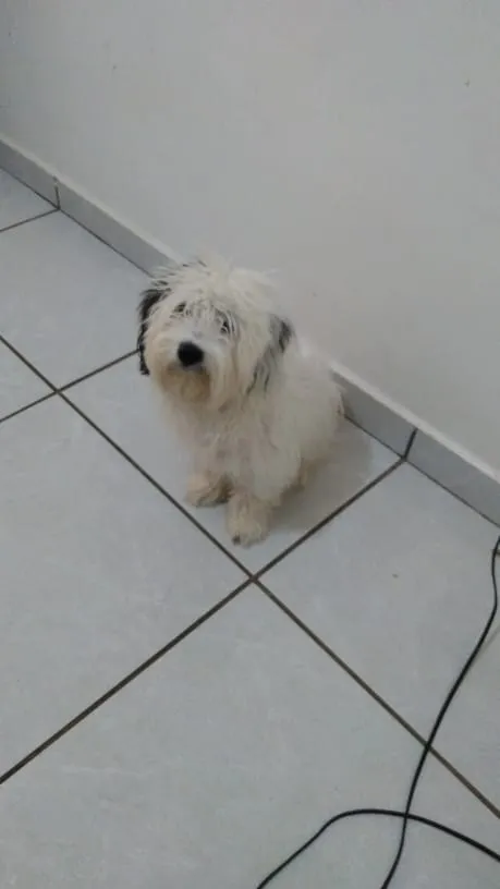 Cachorro raça  idade 7 a 11 meses nome Eimy
