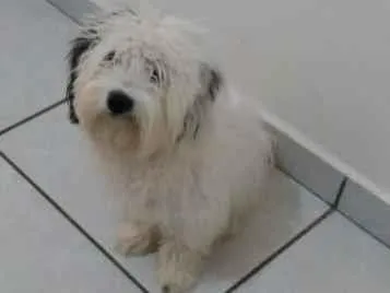 Cachorro raça  idade 7 a 11 meses nome Eimy