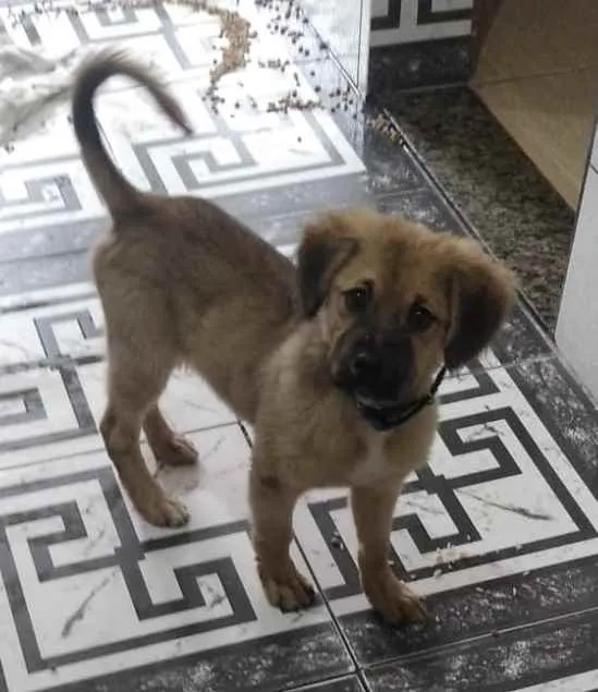 Cachorro raça Srd idade 2 a 6 meses nome Juquinha