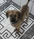 Cachorro raça Srd idade 2 a 6 meses nome Juquinha