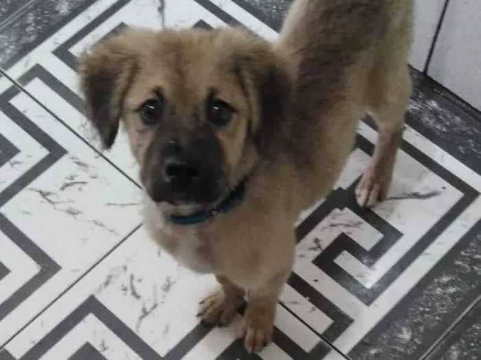 Cachorro raça Srd idade 2 a 6 meses nome Juquinha