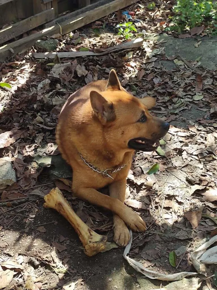 Cachorro ra a Akita Inu idade 3 anos nome Cross