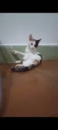 Kittyrina