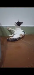 Kittyrina