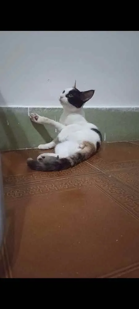 Gato ra a SRD idade 2 a 6 meses nome Kittyrina