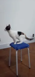 Kittyrina