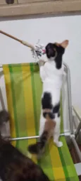 Kittyrina