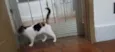 Kittyrina