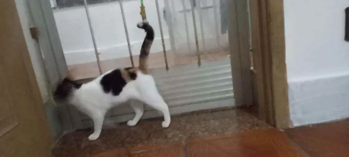 Gato ra a SRD idade 2 a 6 meses nome Kittyrina
