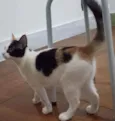 Kittyrina
