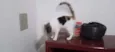 Kittyrina