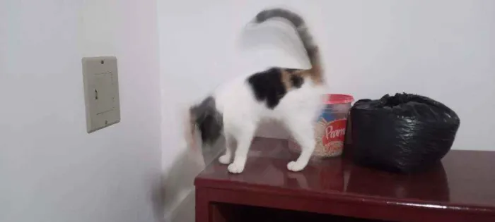 Gato ra a SRD idade 2 a 6 meses nome Kittyrina