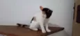 Kittyrina