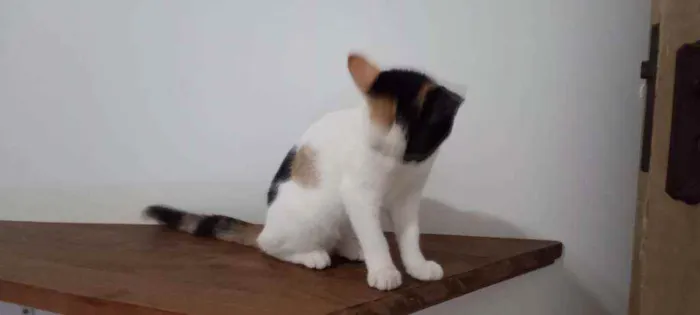 Gato ra a SRD idade 2 a 6 meses nome Kittyrina