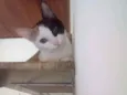 Kittyrina