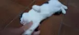 Kittyrina