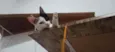 Kittyrina