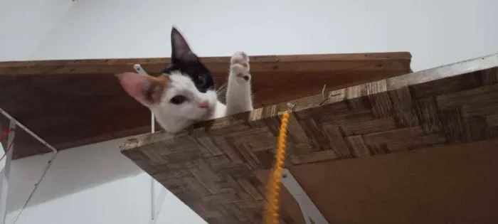Gato ra a SRD idade 2 a 6 meses nome Kittyrina
