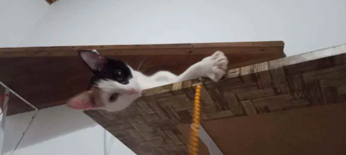 Gato ra a SRD idade 2 a 6 meses nome Kittyrina